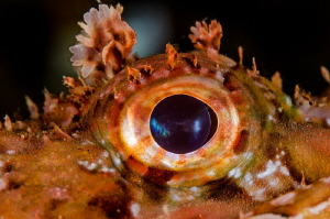 Scorpaena's Eye by Marco Gargiulo 